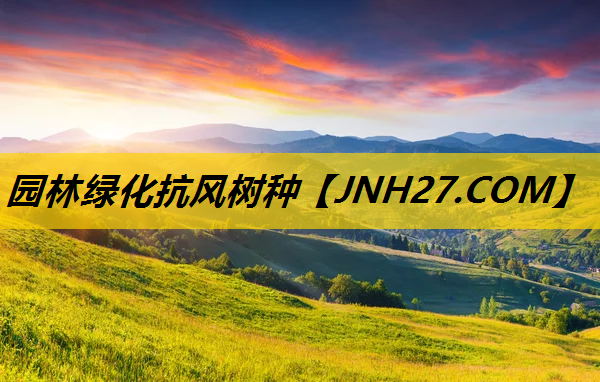 园林绿化抗风树种